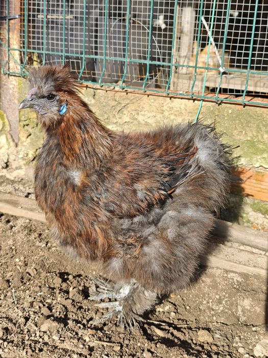 Galo Sedosa do Japão