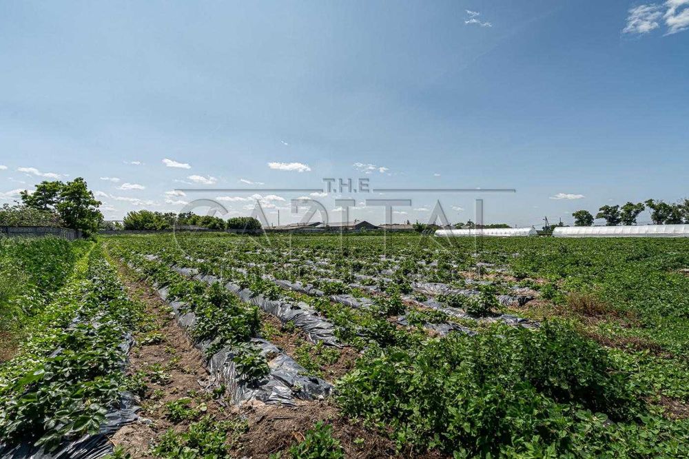 Продажа фермы, с. Русанов, Броварской р-н