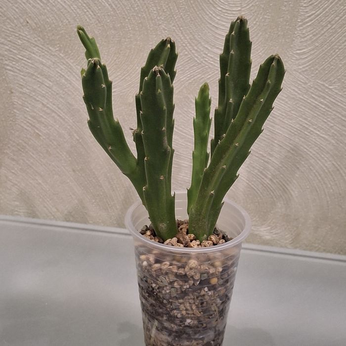 Стапелия Грандифлора крупноцветковая.