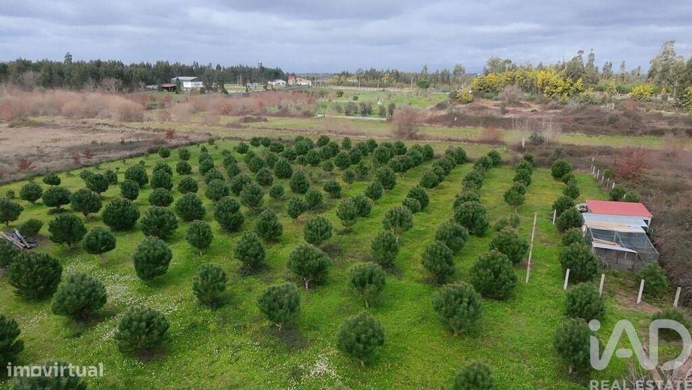 Terreno Agrícola em Ervedal e Vila Franca da Beira