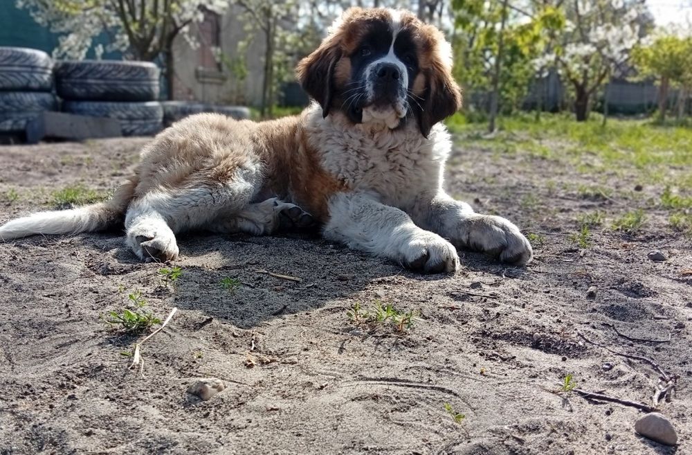 Szczeniak Bernardyna