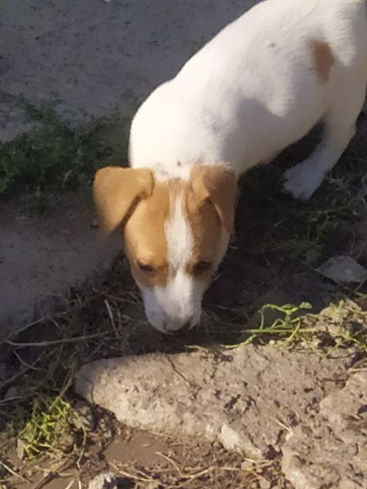 Джек Рассел тер'єр