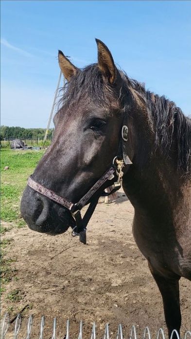 Pilnie! Sprzedam młodego wałacha