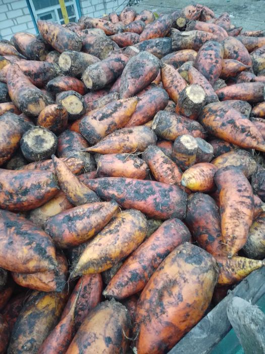 продам кормовий буряк