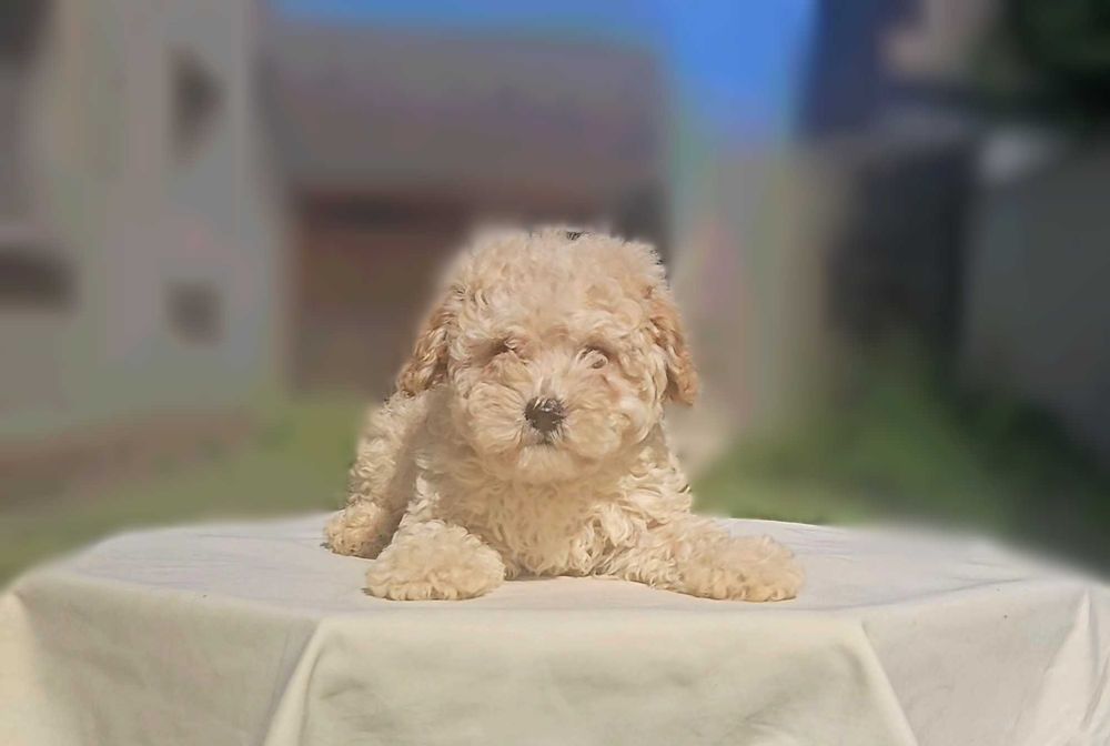 MALTIPOO śliczny szczeniak do odbioru + wyprawka