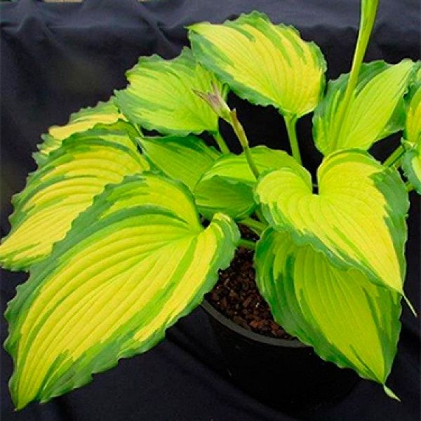 Хости   сортові.