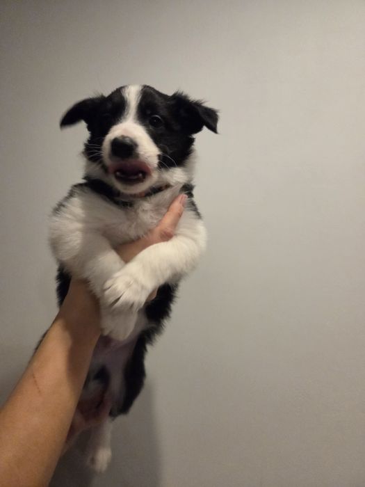 Border Collie – piesek