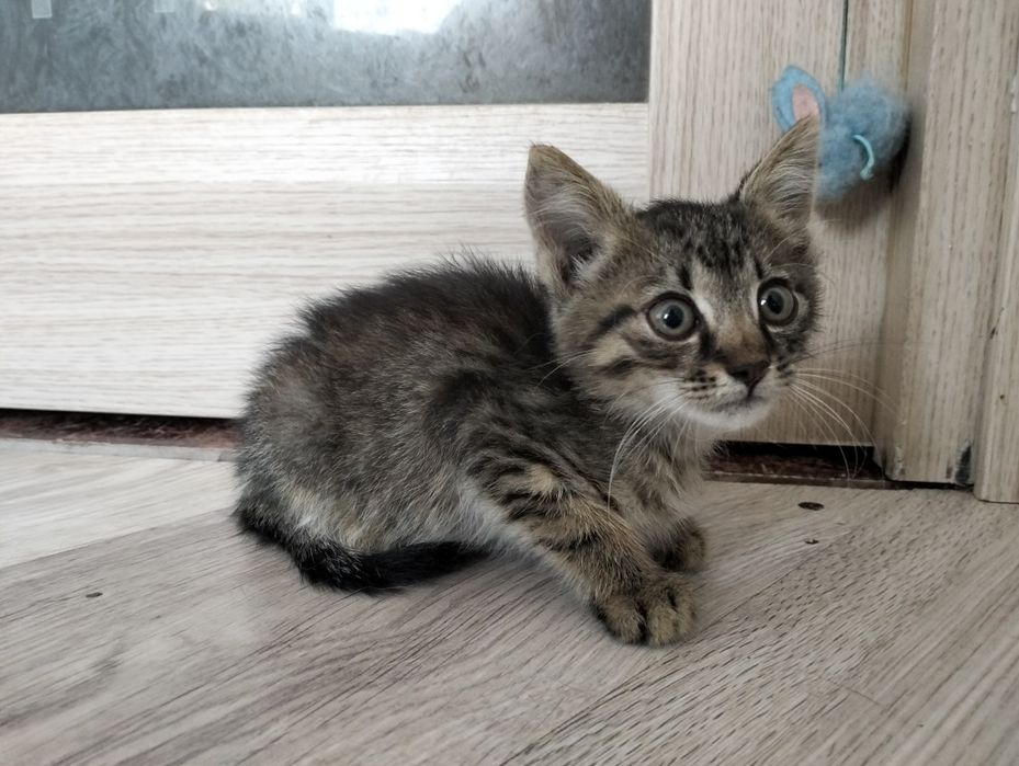 Кошеня добрі руки