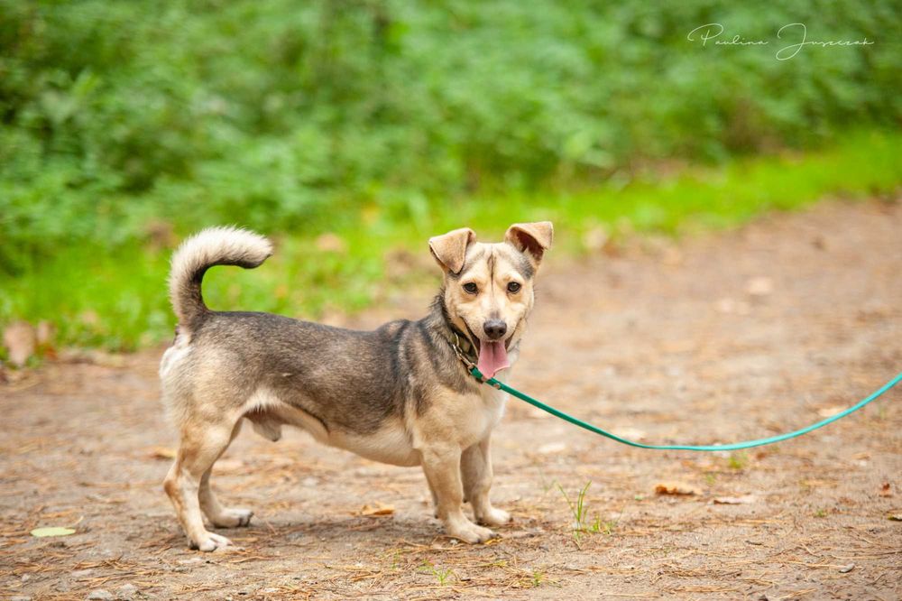 Malutki, słodki Fido marznie w schronisku!
