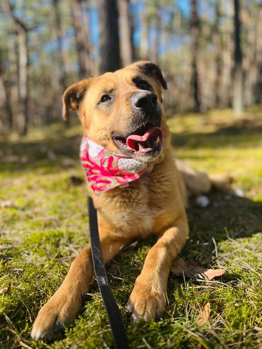 Guliwer w typie labradora do adopcji
