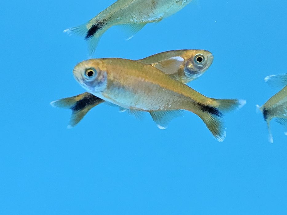 Miedzik już od 4.50/szt