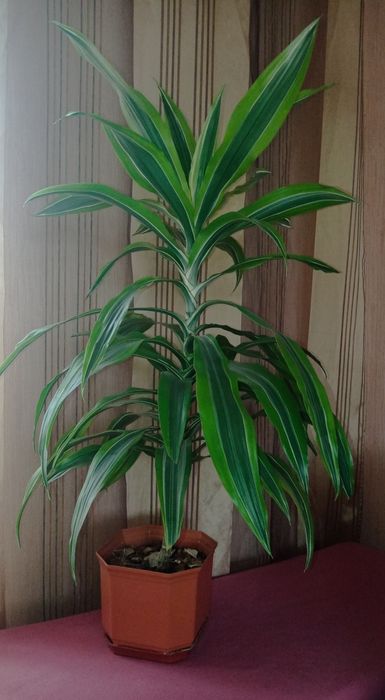 Драцена лайм пёстрая, фикус Бенджамина