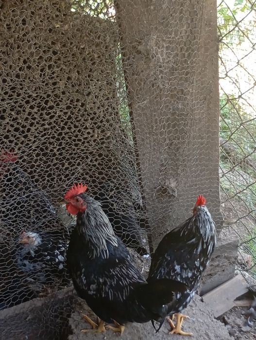 Vendo casal garnizos novos