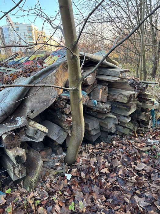 Belki stropowe 100-letnie