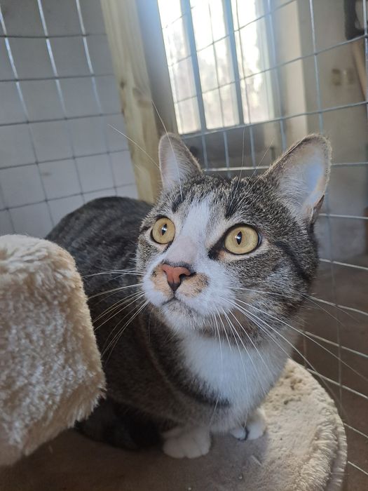 Gatos castrados para adoção