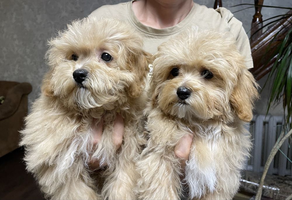 Супер ціна!!! Дівчатка мальтипу