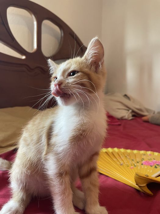Gata bebe para adopção
