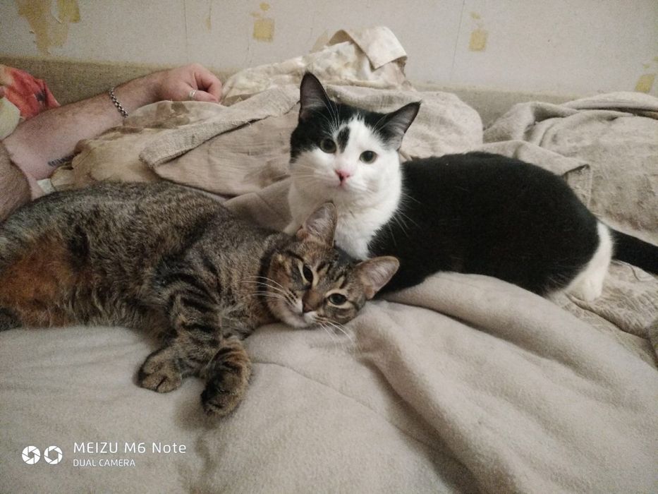 Ласковий котик ЧЕКАЄ на родину!