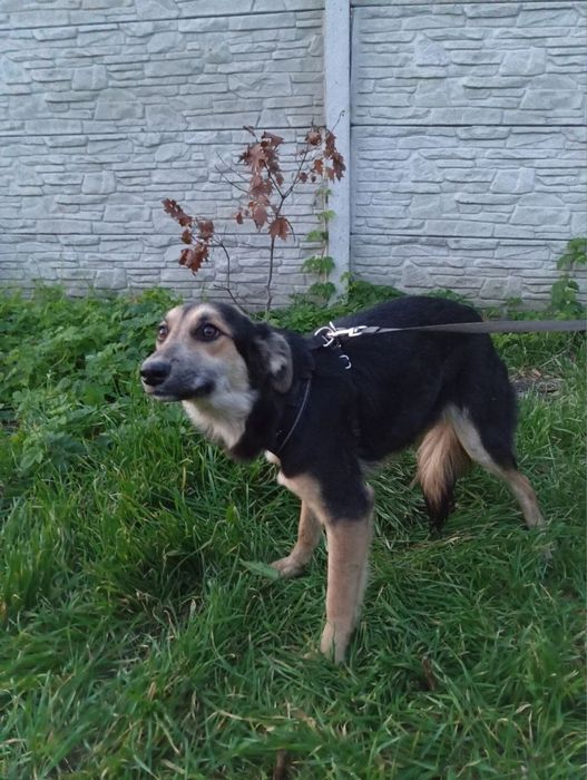 Ніжна дівчинка у пошуку дому !