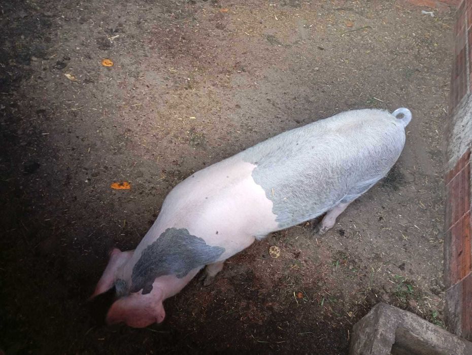 porcas bizarros com dois meses  puras registadas