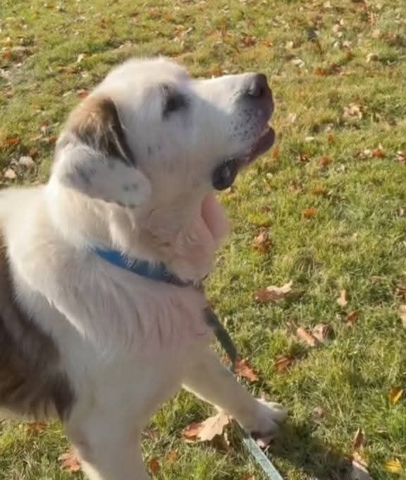 Piękny Bernardyn do adopcji