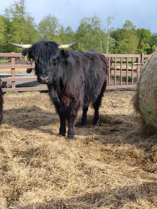 Krowa 4letnia rasy Higland Cattle, szkocka krowa