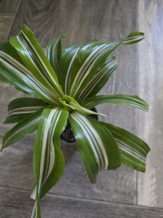 Драцена лимон лайм