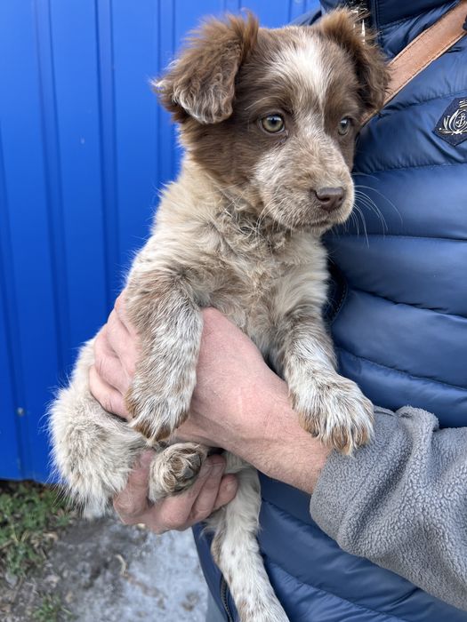 Собачка безкоштовно