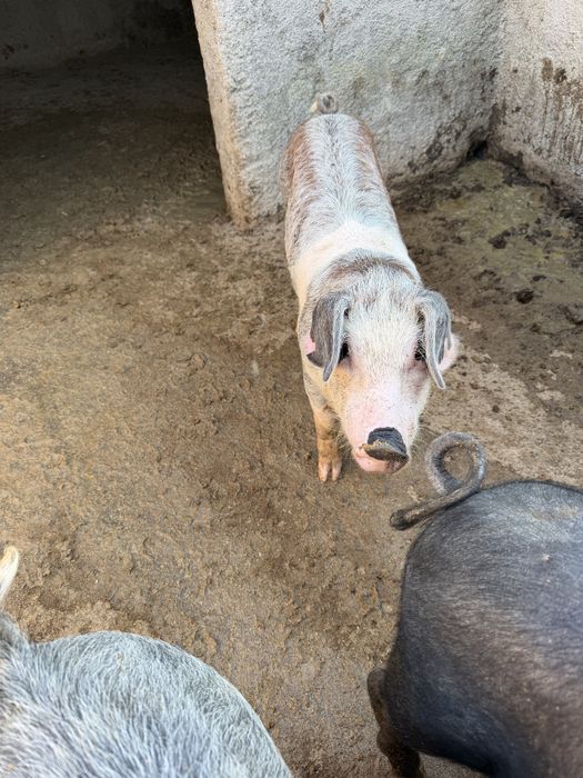 Vendo leitões Bísaro x Duroc