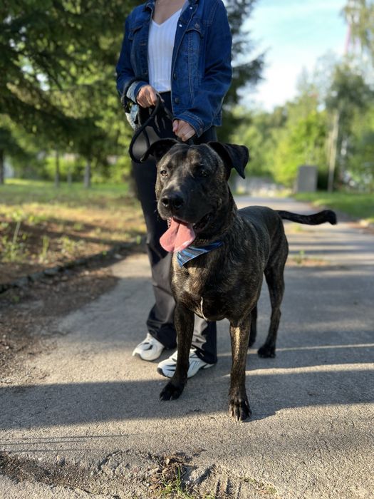 10 miesieczny Tanos do adopcji