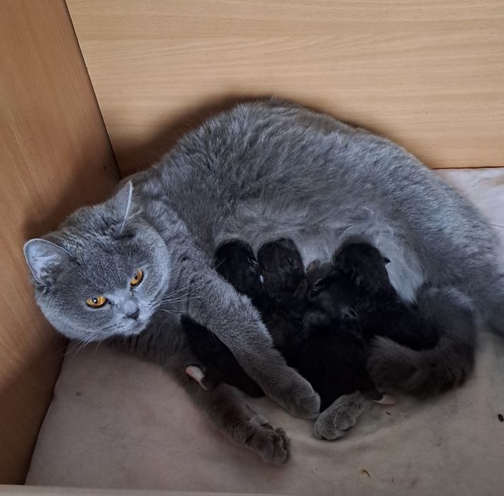 Czekoladowy Brytyjski Misiaczek  .