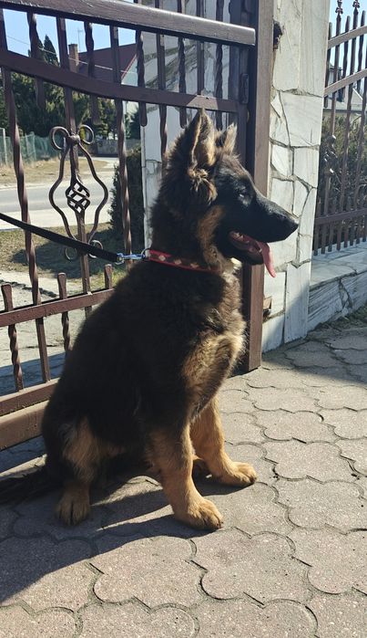 Szczeniak owczarka niemieckiego długowlosego