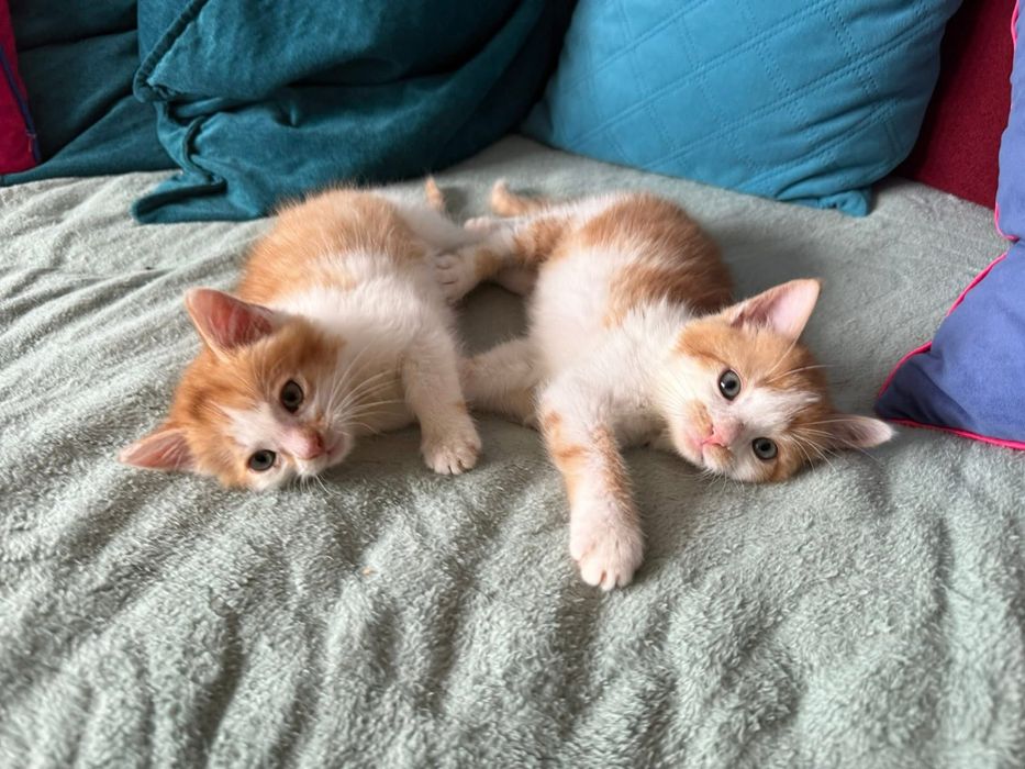 Rude kociaki (kocurki) szukają domu razem lub osobno