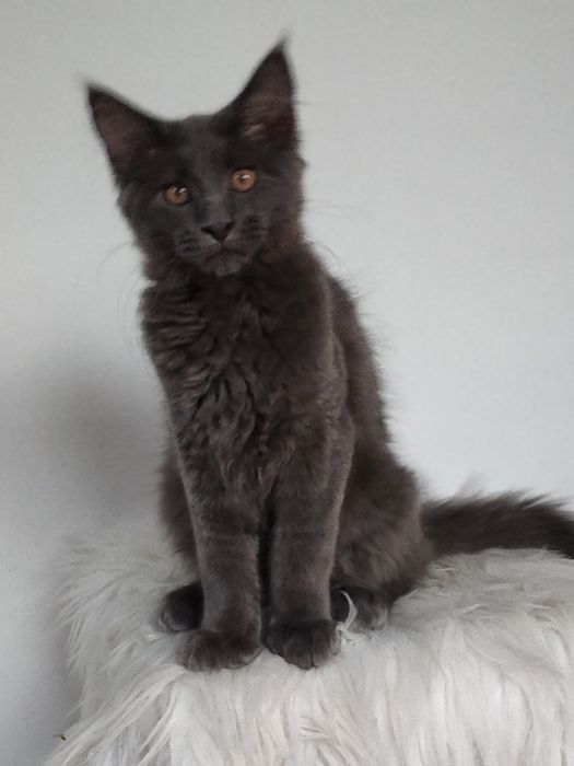 Maine Coon kotka FPL