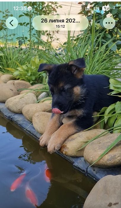 Ставкові риби Комета