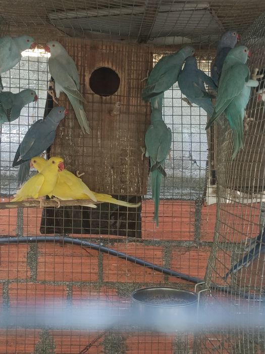 Ringnecks para dispensar