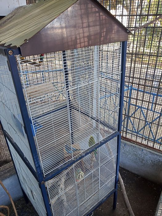 4 piriquitos  várias cores