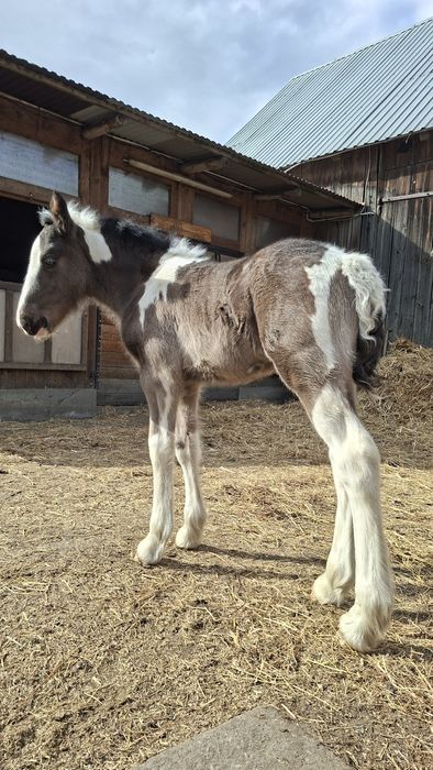 Elitarna klaczka Tinker po Championach!