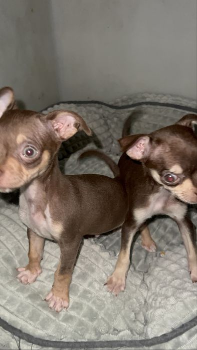 Fantastico Chihuahua
