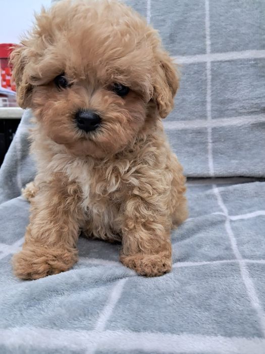 Мальтіпу , міні, три дівчинки і хлопчик.