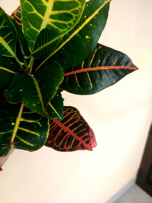 Planta Croton - A