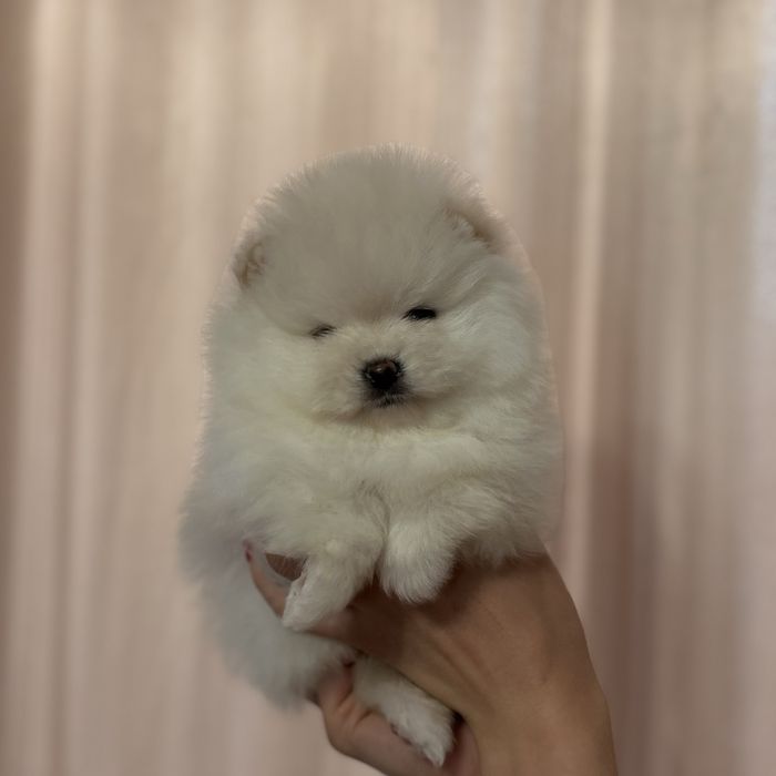 шикарна дівчинка тип ведмедик