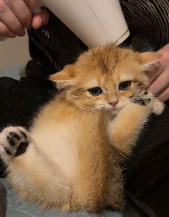 Британський короткошерстий золотий шиншил:)