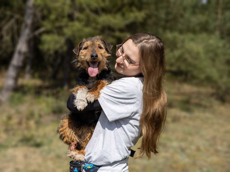 3 letnia Tiffany w typie teriera walijskiego szuka domu!