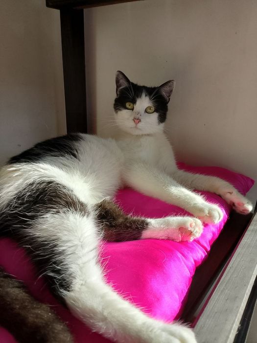 Мурзик ищет семью