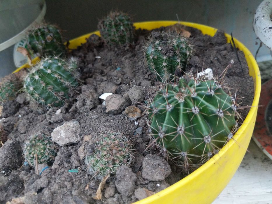 Сансевієрія, кактуси кімнатні квіти