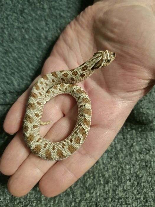 Heterodon Zachodni Parka