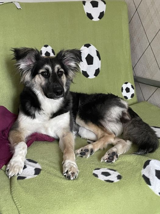 Собака в ответственные руки