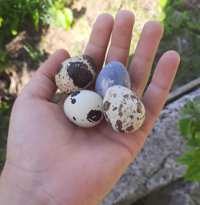 Ovos de Codorniz