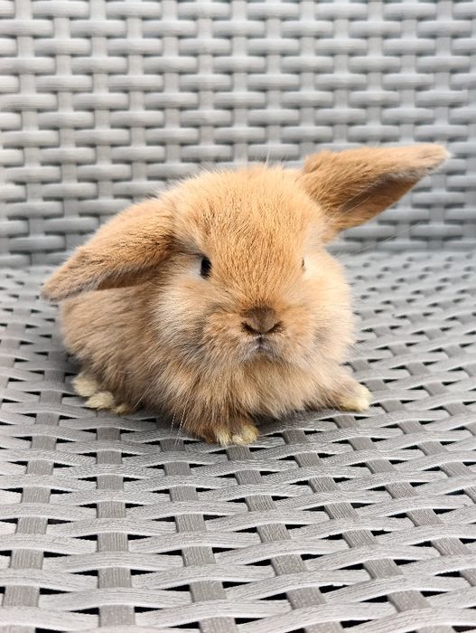 Króliczek Mini Lop